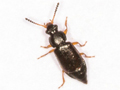 Eusphalerum minutum